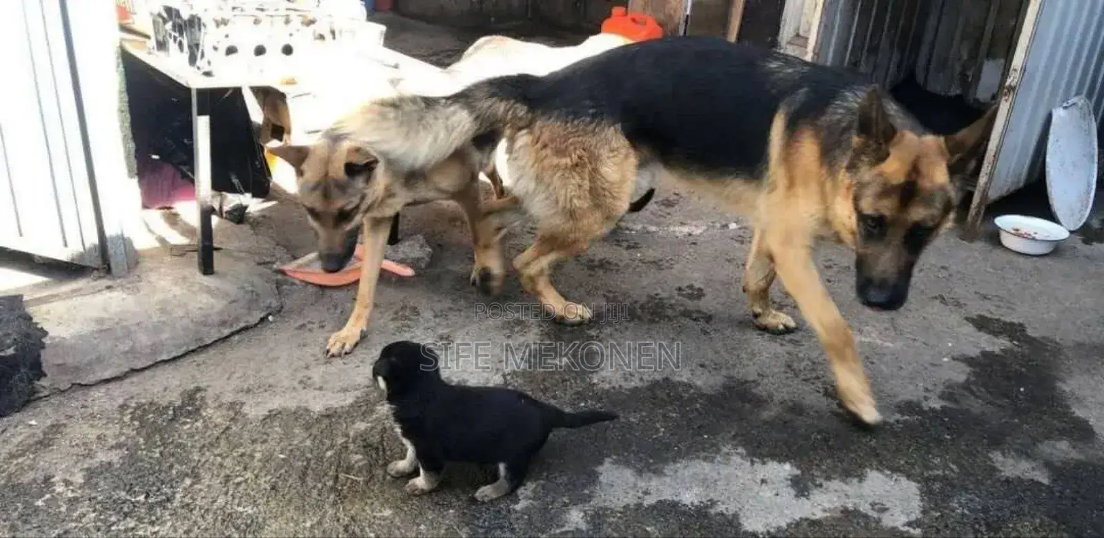 1-3 months Male Purebred German Shepherd