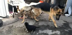 Photo - 1-3 months Male Purebred German Shepherd