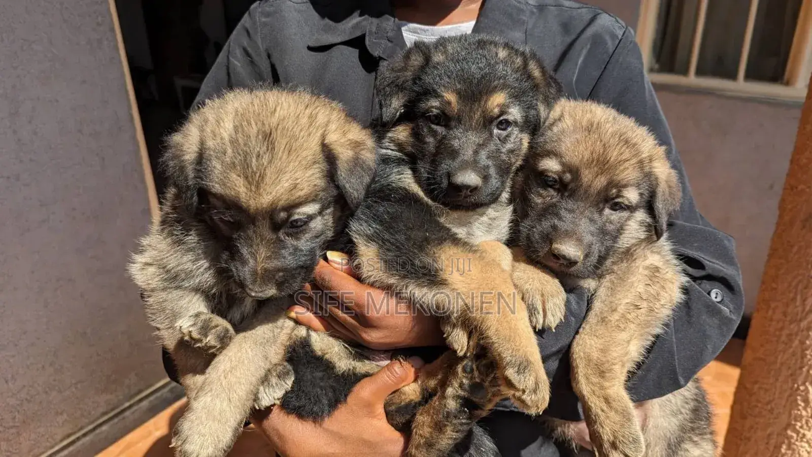 1-3 months Male Purebred German Shepherd