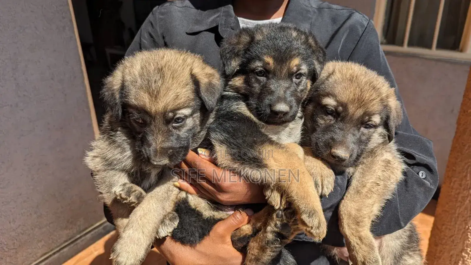 1-3 months Male Purebred German Shepherd