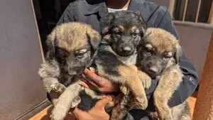 1-3 months Male Purebred German Shepherd