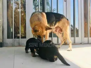 1-3 months Male Purebred German Shepherd