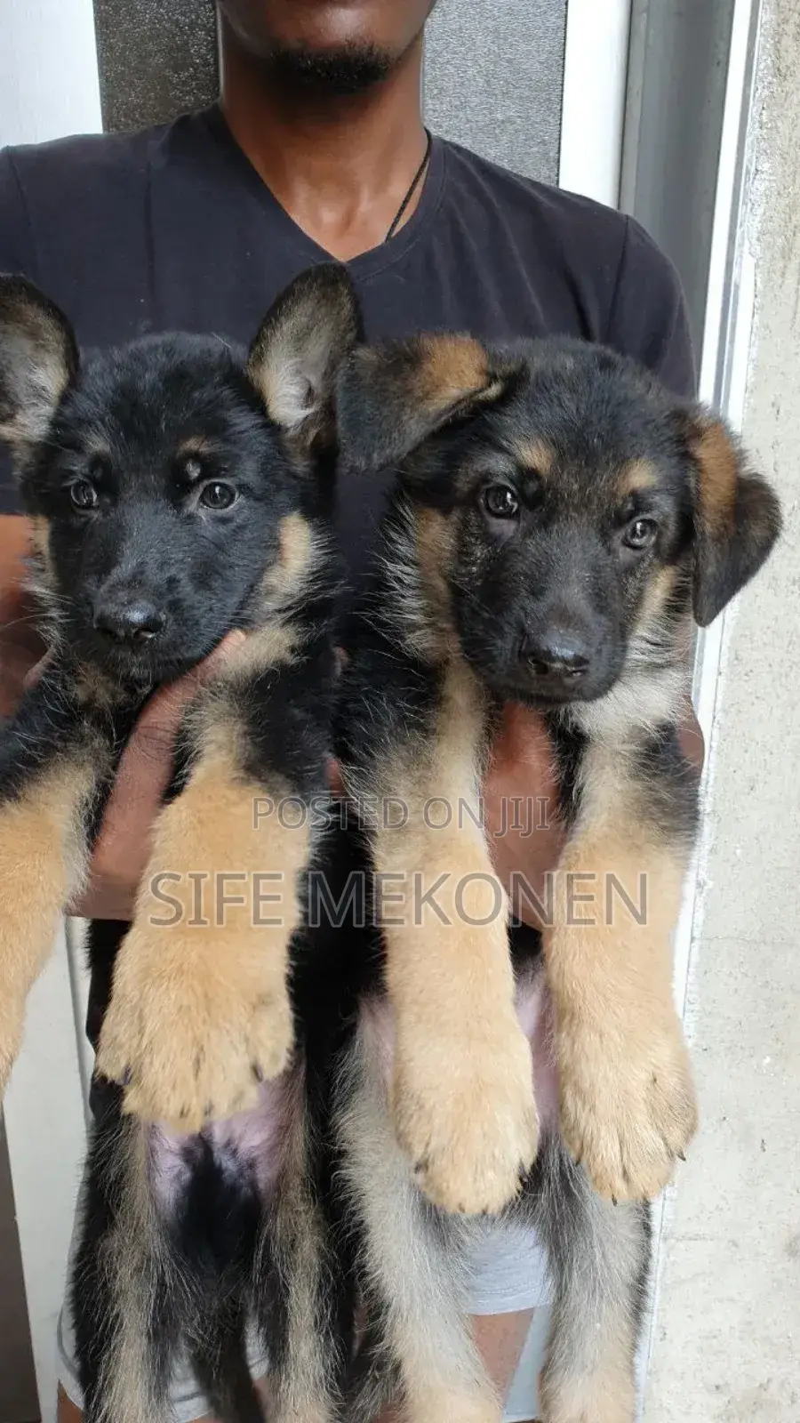 1-3 months Male Purebred German Shepherd