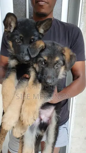 1-3 months Male Purebred German Shepherd