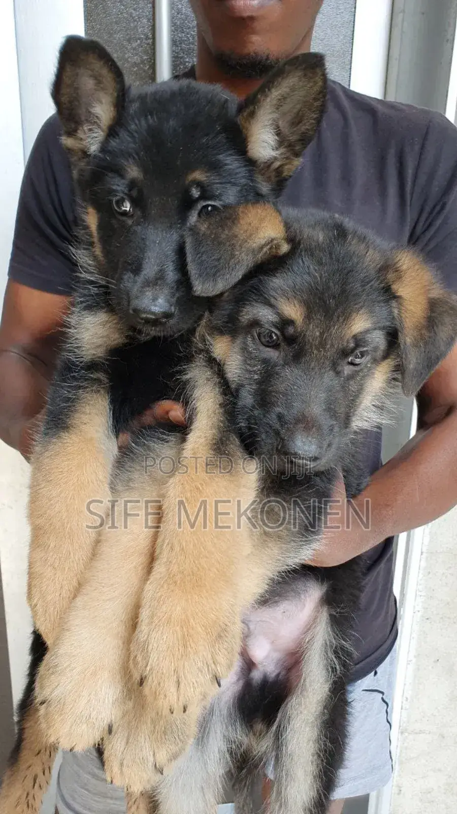 1-3 months Male Purebred German Shepherd