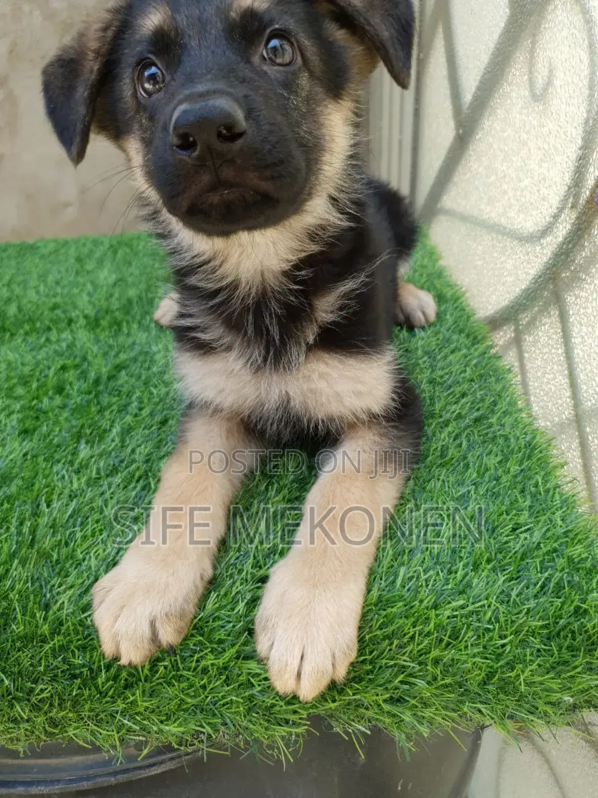 1-3 months Male Purebred German Shepherd