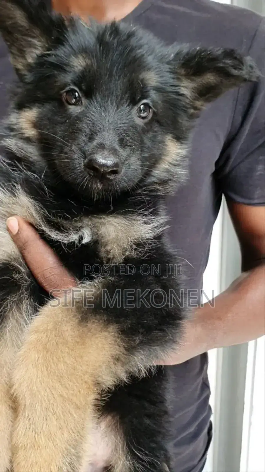 1-3 months Male Purebred German Shepherd