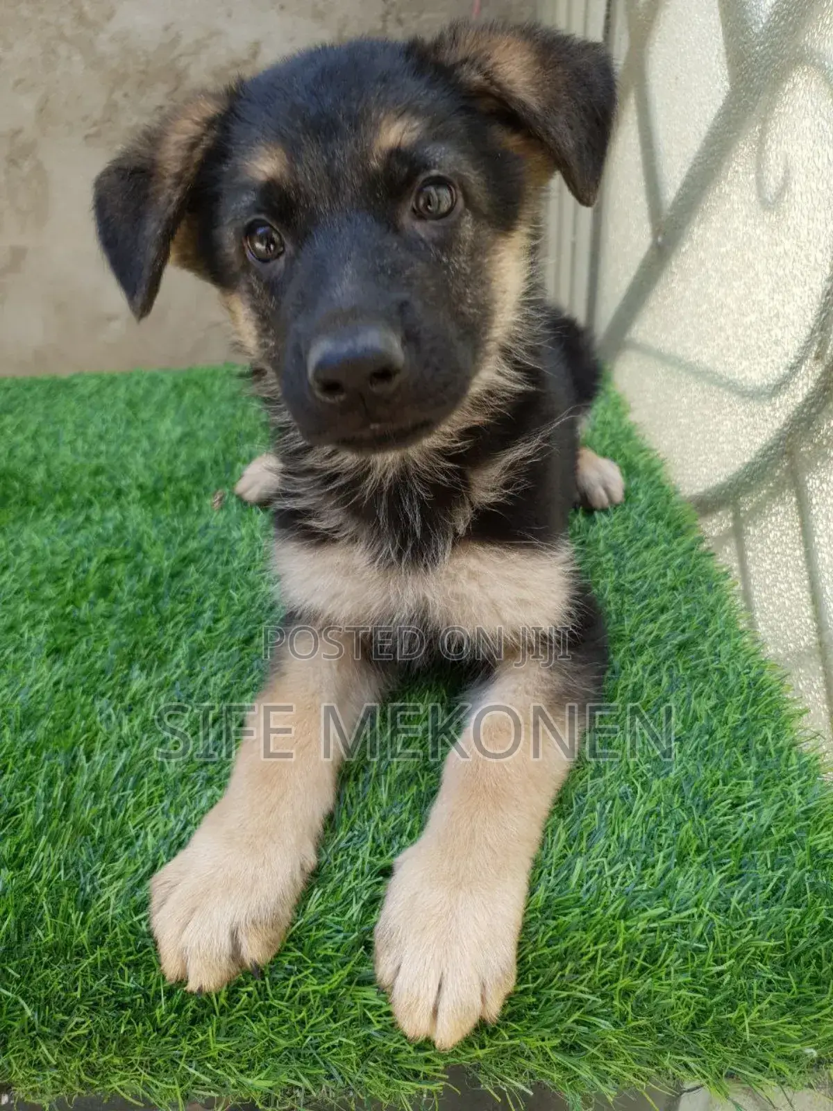 1-3 months Male Purebred German Shepherd