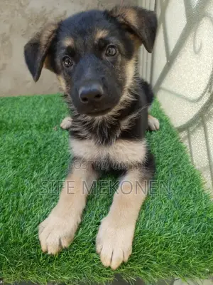 1-3 months Male Purebred German Shepherd