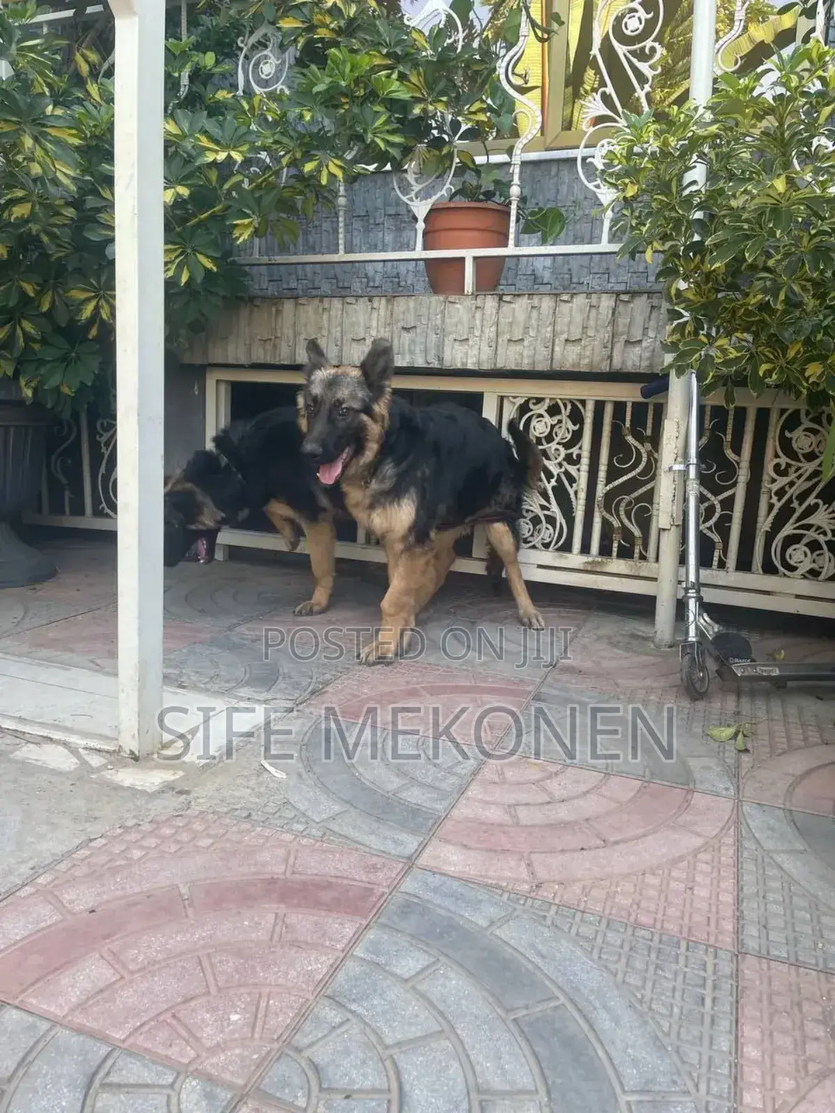 1-3 months Male Purebred German Shepherd