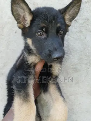 1-3 months Male Purebred German Shepherd