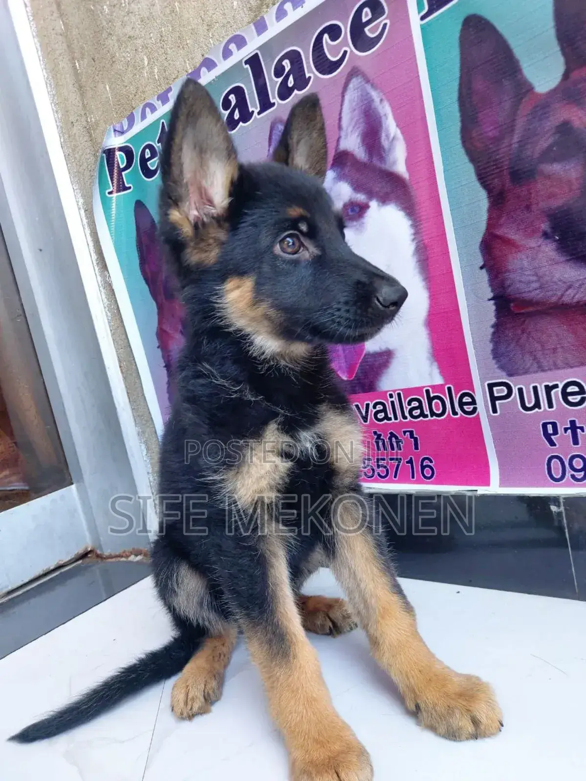1-3 months Male Purebred German Shepherd