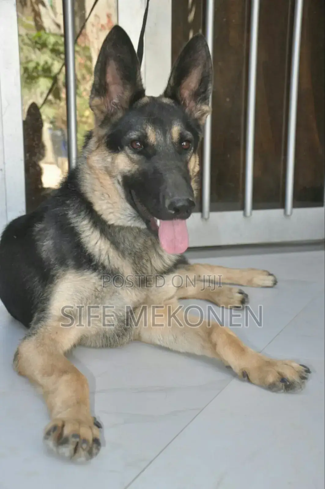 1-3 months Male Purebred German Shepherd