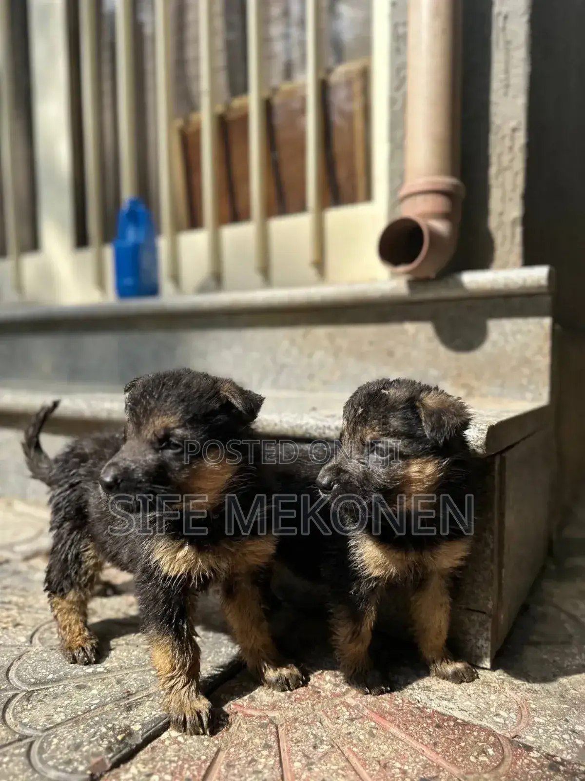 1-3 months Male Purebred German Shepherd