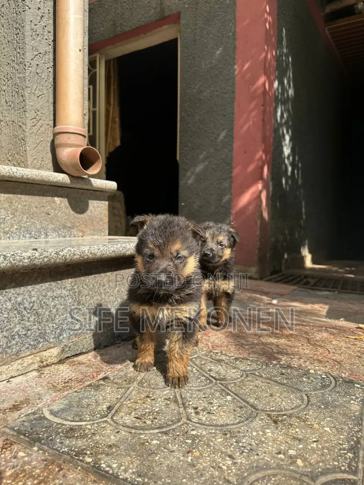 1-3 months Male Purebred German Shepherd