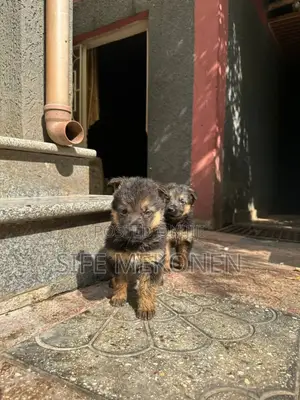 1-3 months Male Purebred German Shepherd