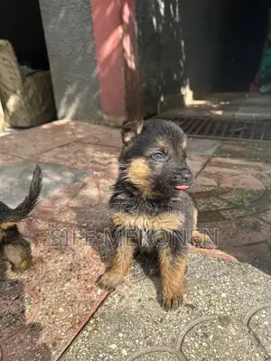 1-3 months Male Purebred German Shepherd