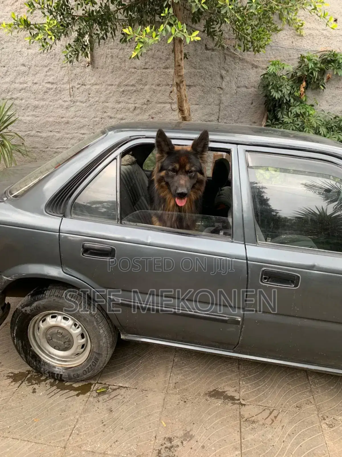 1-3 months Male Purebred German Shepherd