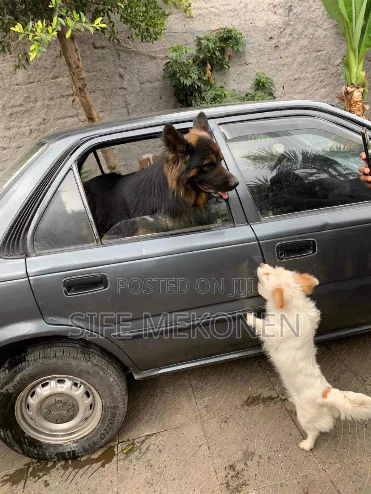 1-3 months Male Purebred German Shepherd