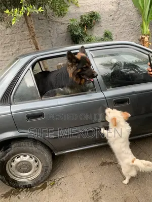 1-3 months Male Purebred German Shepherd