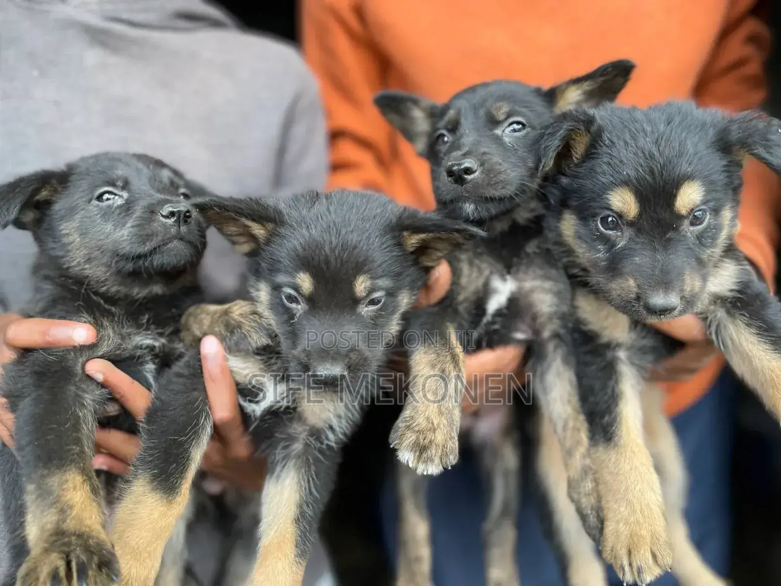 1-3 months Male Purebred German Shepherd