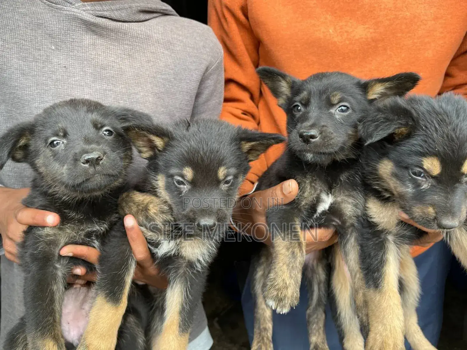 1-3 months Male Purebred German Shepherd