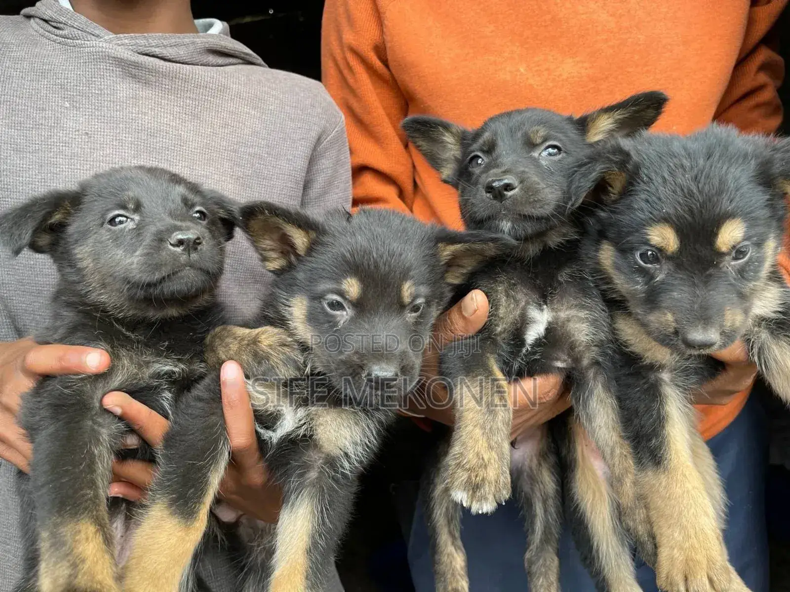 1-3 months Male Purebred German Shepherd