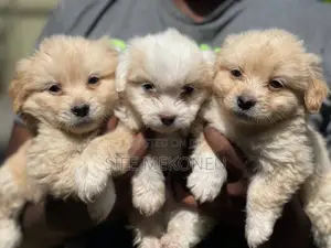 Photo - 1-3 months Male Purebred Maltese