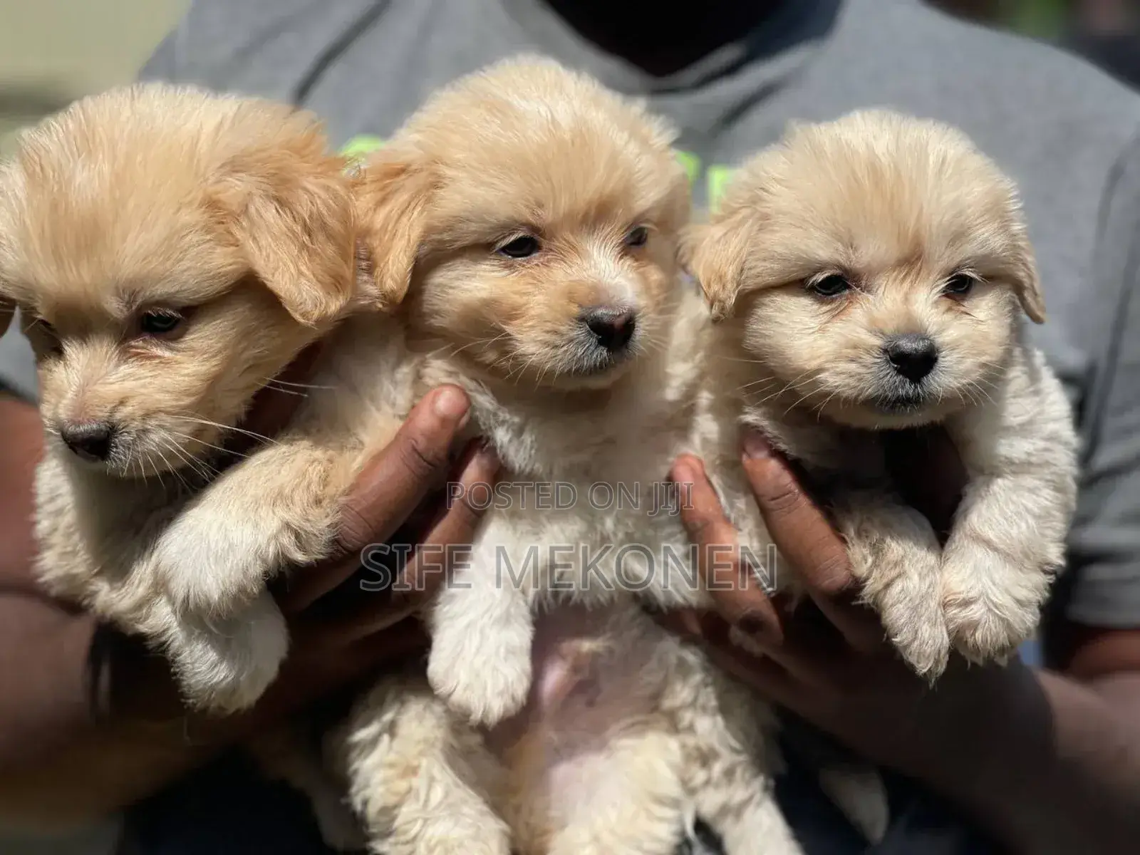 1-3 months Male Purebred Maltese