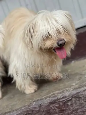 1-3 months Male Purebred Maltese