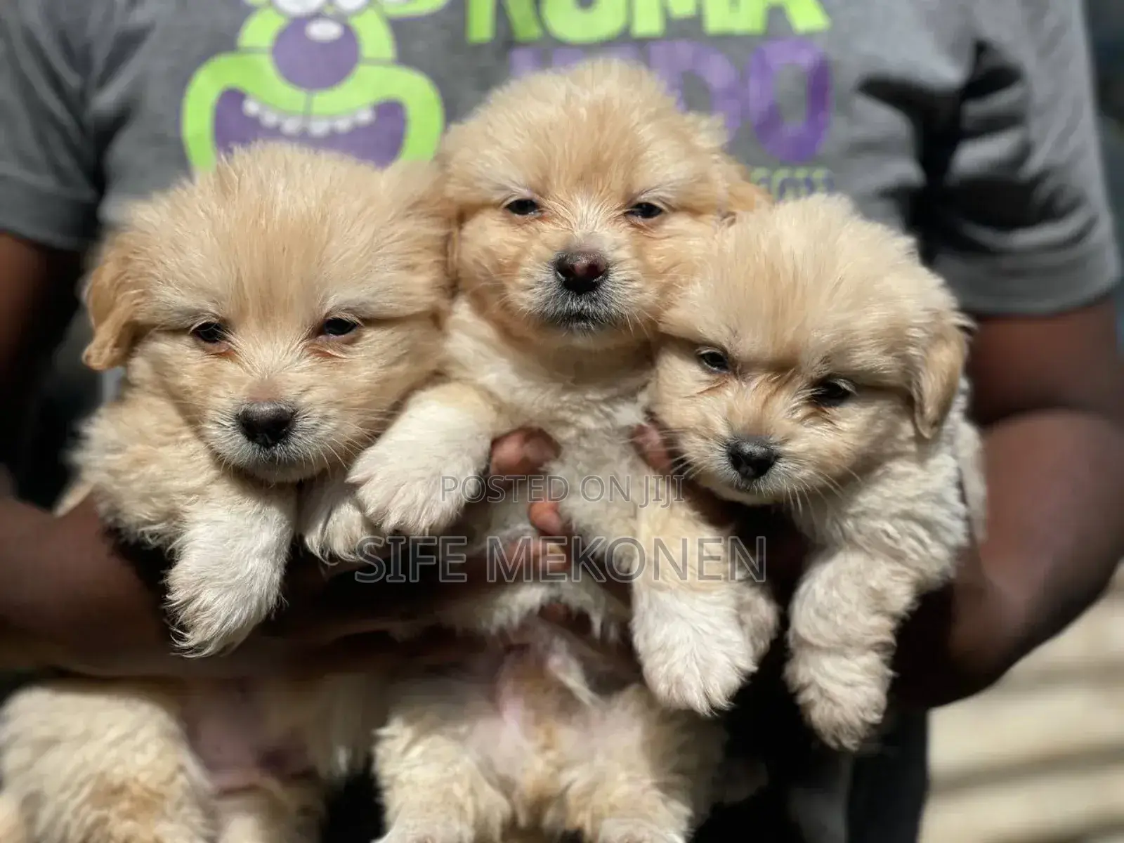 1-3 months Male Purebred Maltese