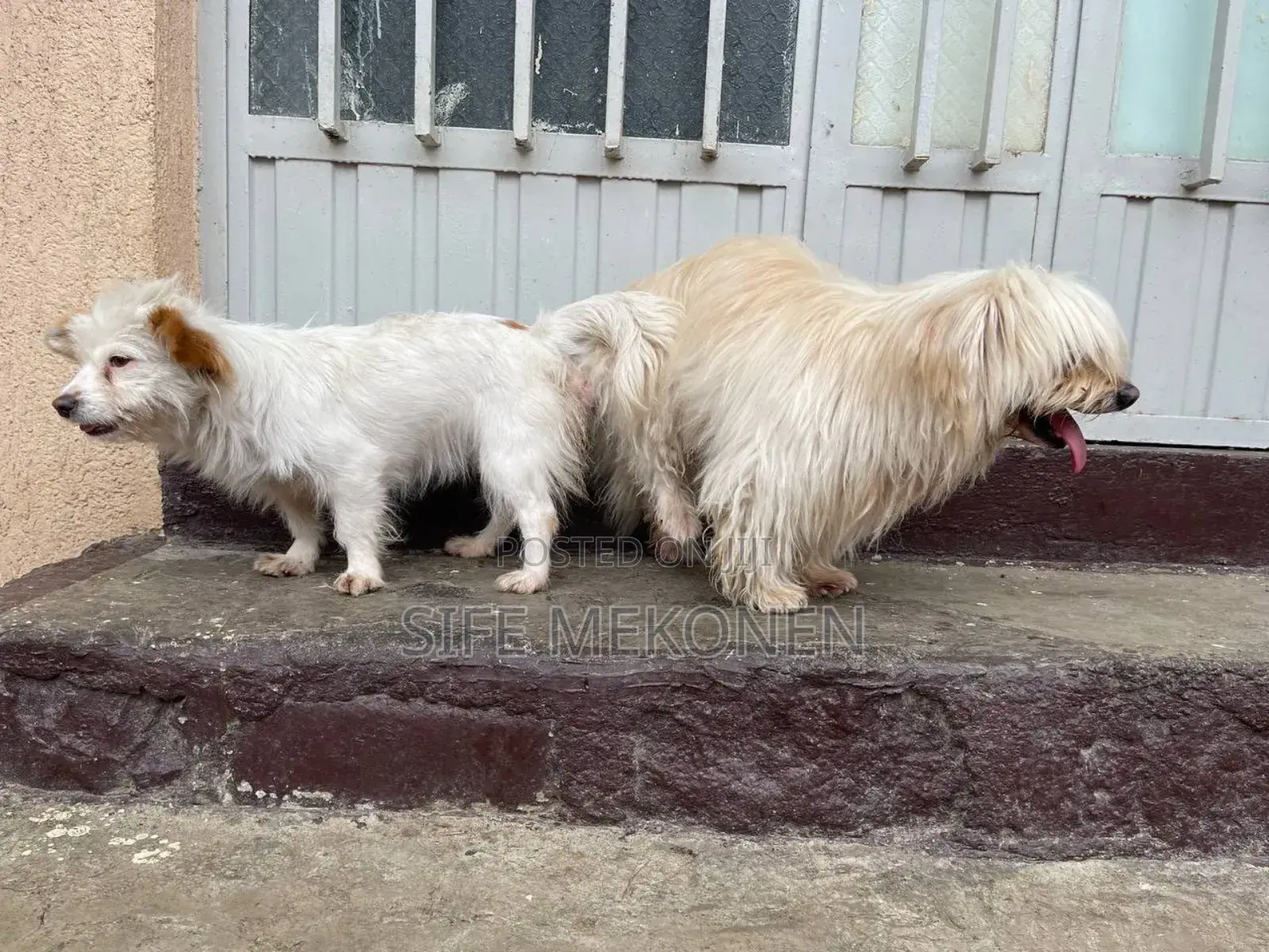 1-3 months Male Purebred Maltese