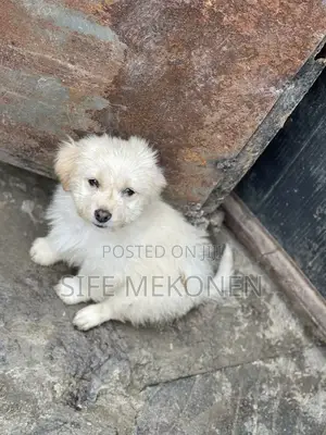 Photo - 1-3 months Male Purebred Maltese
