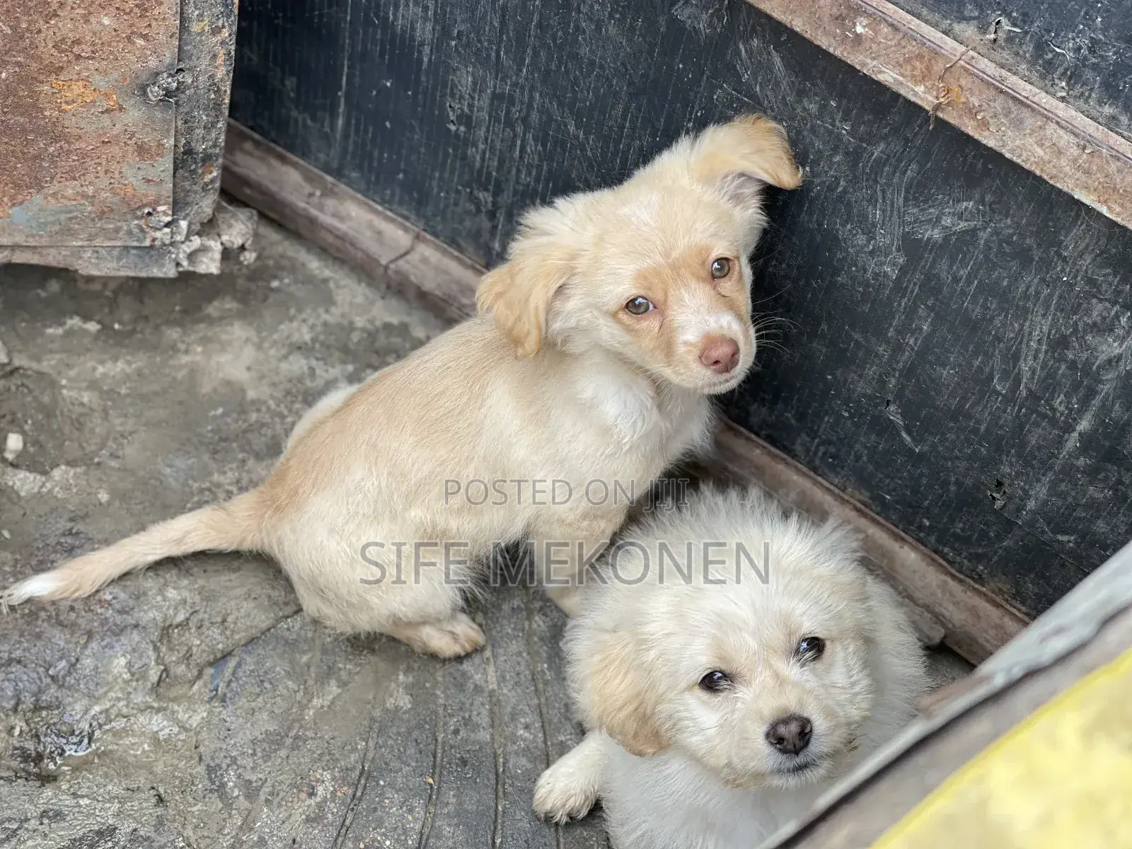 1-3 months Male Purebred Maltese