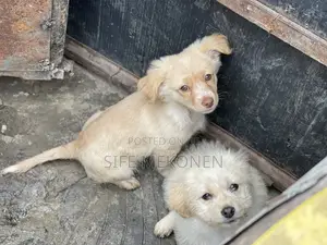 1-3 months Male Purebred Maltese