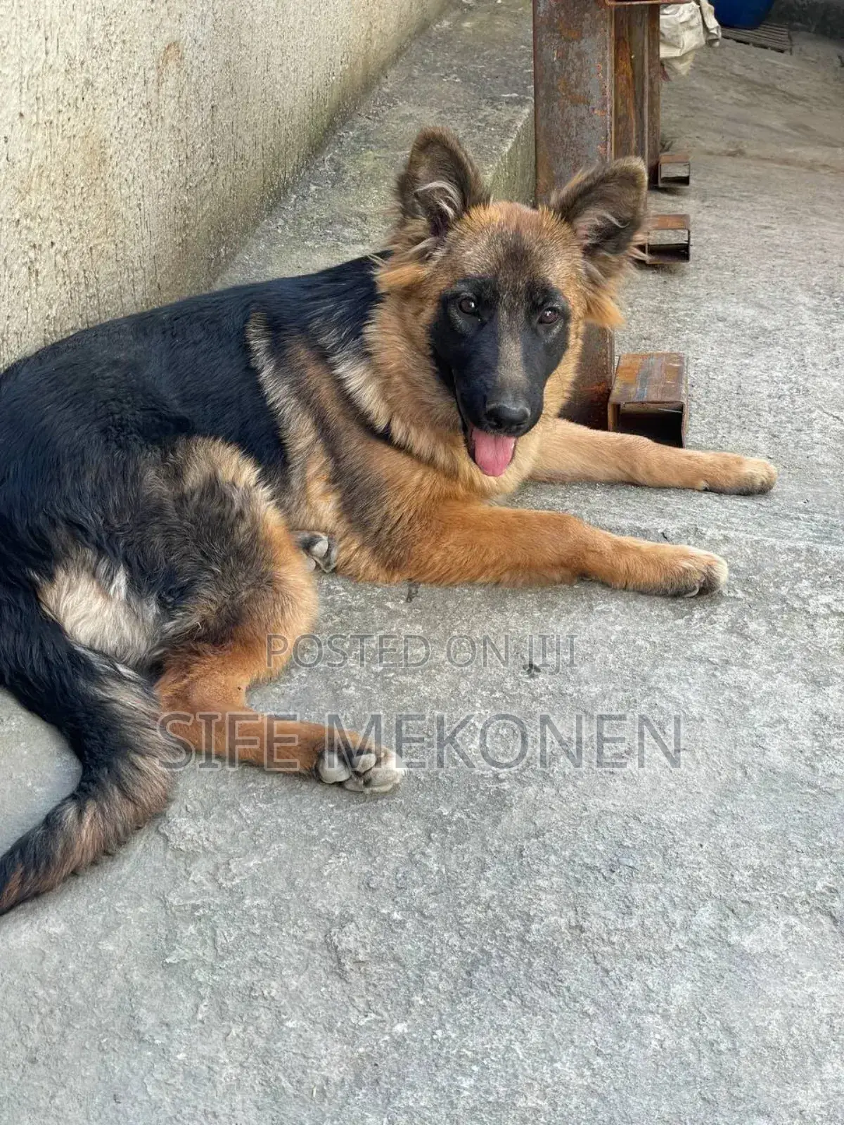 1-3 months Male Purebred German Shepherd