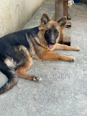 Photo - 1-3 months Male Purebred German Shepherd