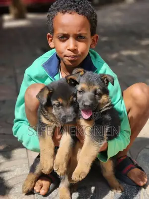 Photo - 1-3 months Male Purebred German Shepherd