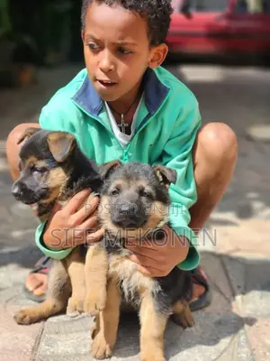 1-3 months Male Purebred German Shepherd