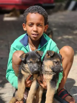 Photo - 1-3 months Male Purebred German Shepherd