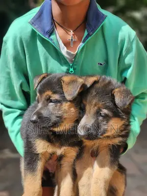 1-3 months Male Purebred German Shepherd