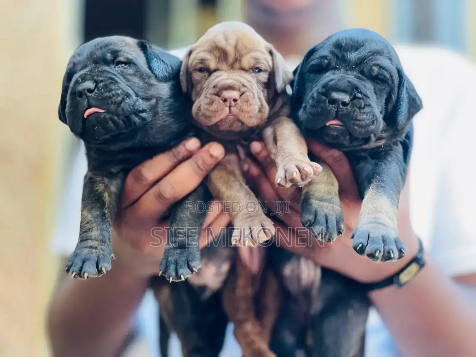 1-3 months Male Purebred Bullmastiff