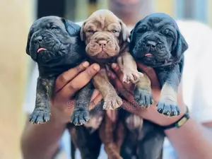 1-3 months Male Purebred Bullmastiff