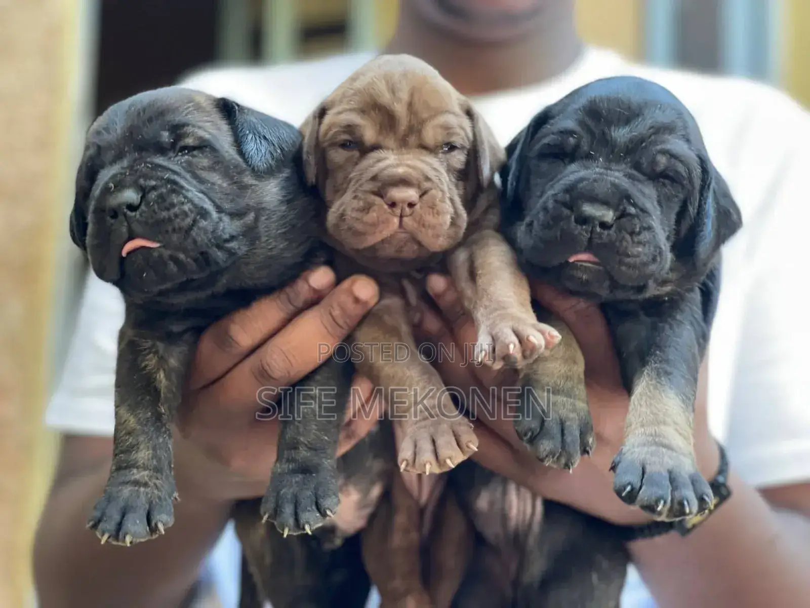 1-3 months Male Purebred Bullmastiff
