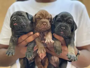 1-3 months Male Purebred Bullmastiff
