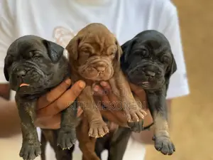 1-3 months Male Purebred Bullmastiff