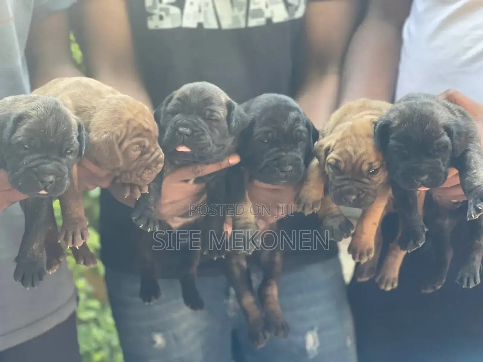 1-3 months Male Purebred Bullmastiff