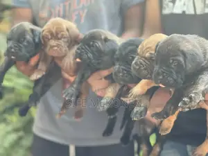 1-3 months Male Purebred Bullmastiff