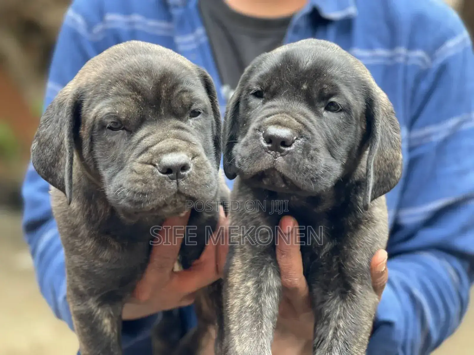 1-3 months Male Purebred Bullmastiff