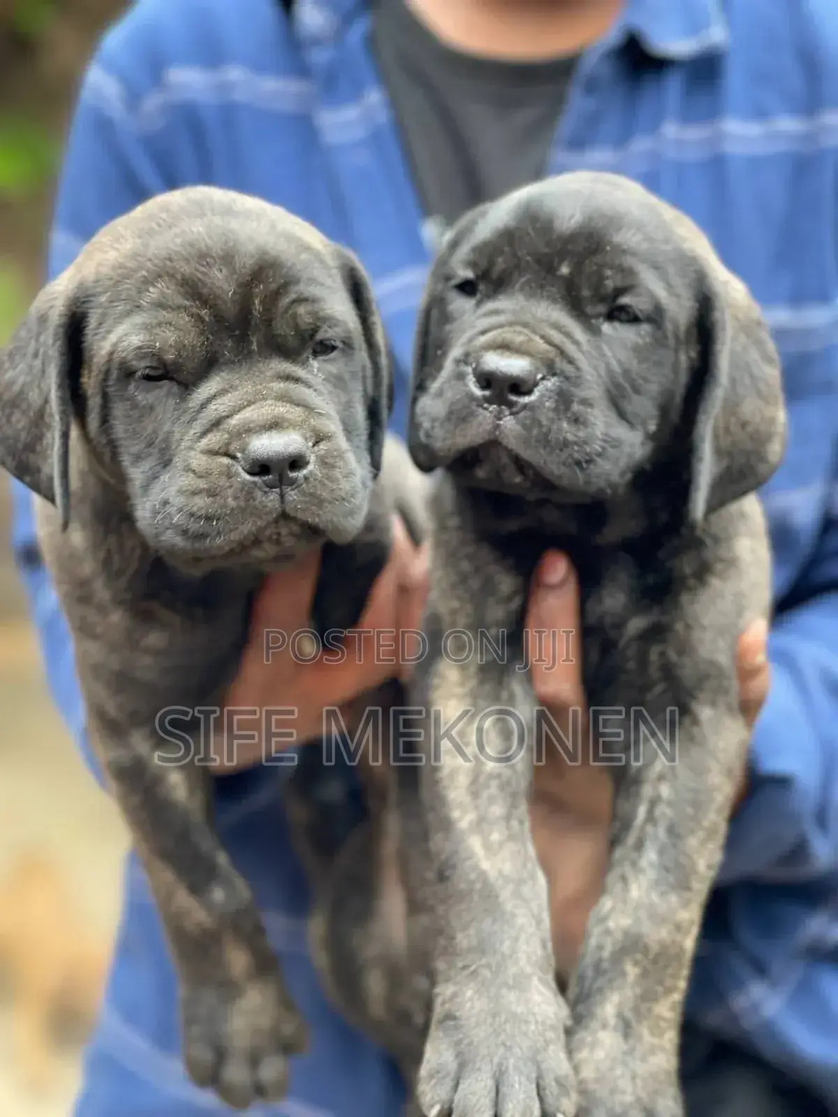 1-3 months Male Purebred Bullmastiff